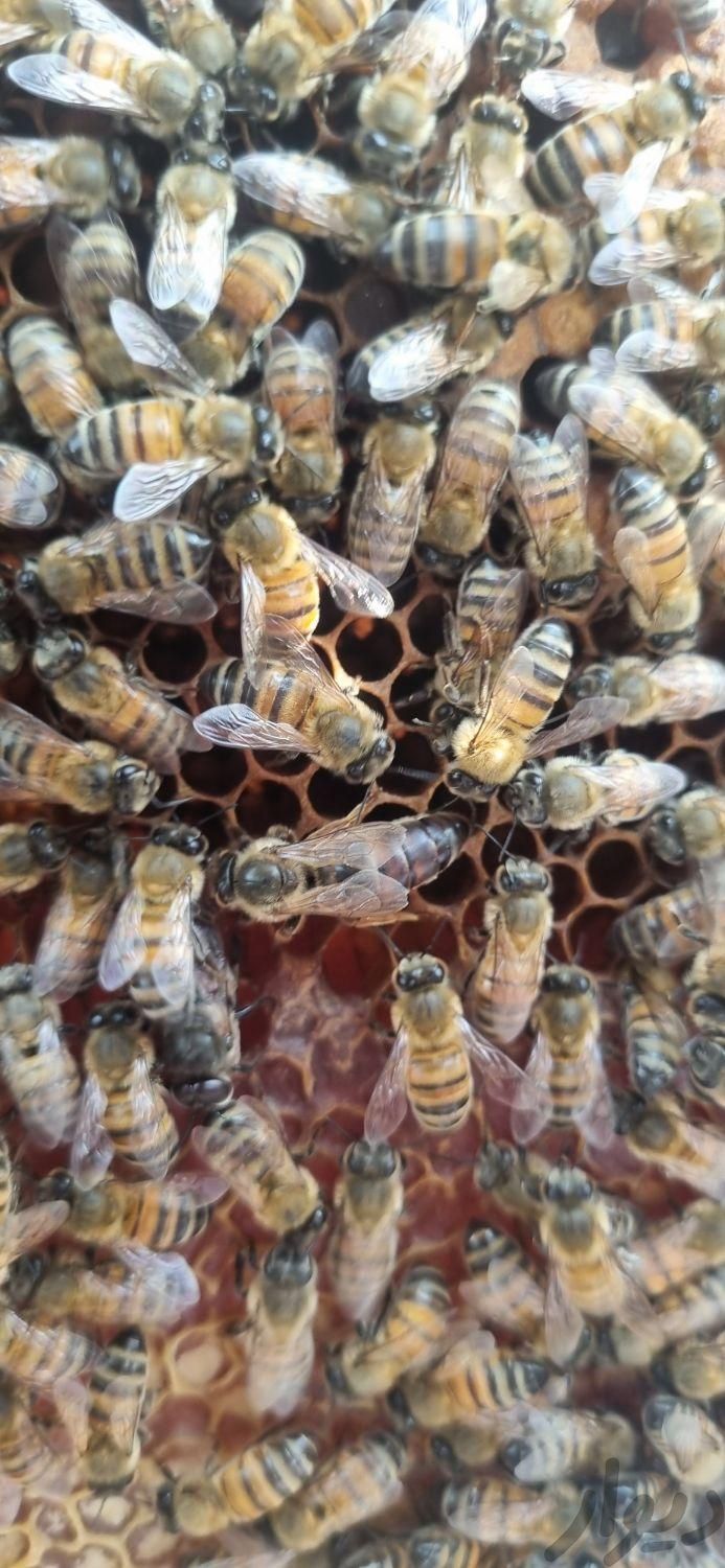 فروش ۱۰۰ کلنی زنبور ۷ قاب کارنیکاF1 با خلوص بالا|حیوانات مزرعه|نکا, |دیوار