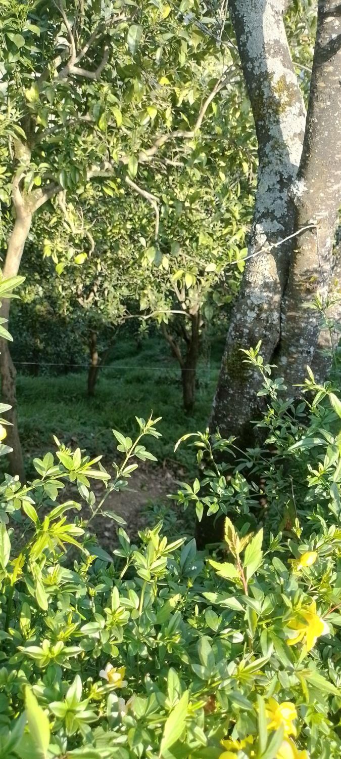 سوییت جنگلی همراه کلبه چوبی دل جنگل جواهرده|اجارهٔ کوتاه‌مدت ویلا و باغ|رامسر, |دیوار