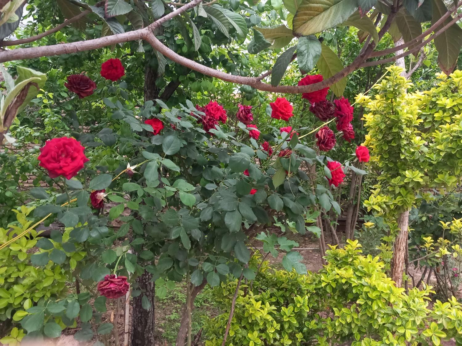 سوییت خونه باغ اجاره ای روزانه جاده ناهارخوان|اجارهٔ کوتاه‌مدت آپارتمان و سوئیت|گرگان, |دیوار