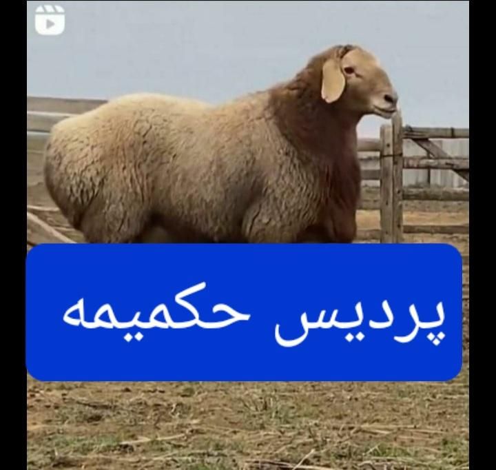 گوسفند زنده ازگل تجریش پردیس حکیمیه جاجرود|حیوانات مزرعه|تهران, ازگل|دیوار