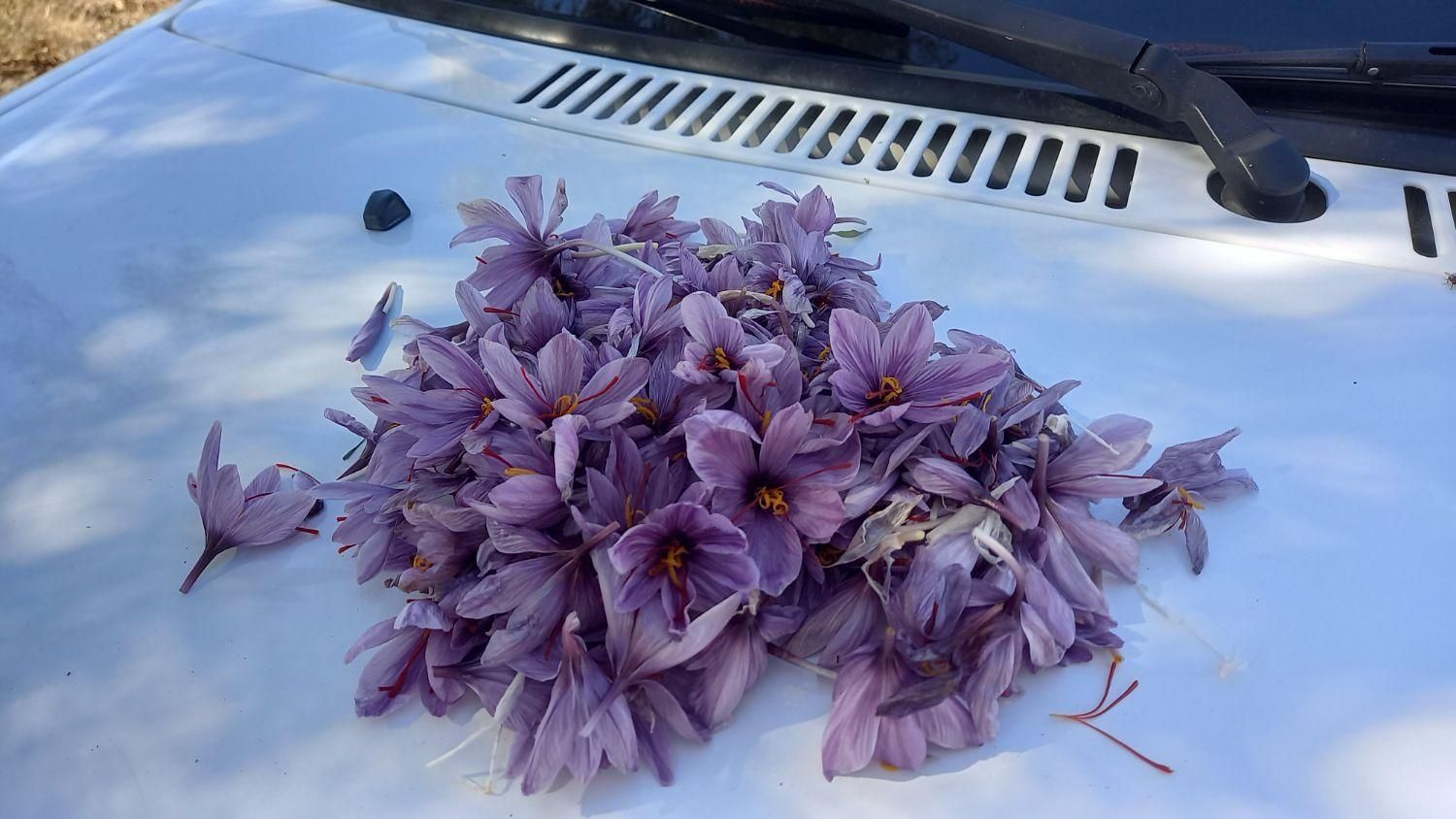 پنج هکتار پسته،زعفرون،زمین کشاورزی سنددار|فروش زمین و ملک کلنگی|شیراز, کفترک|دیوار