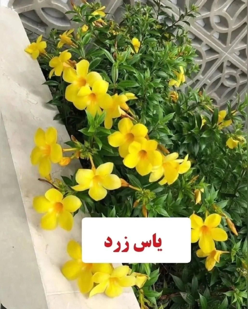 اجاره خانه ویلایی ۱۲۰ متری ۳ خوابه در شهید نصرالهی|اجارهٔ خانه و ویلا|تربت جام, شهید نصرالهی|دیوار
