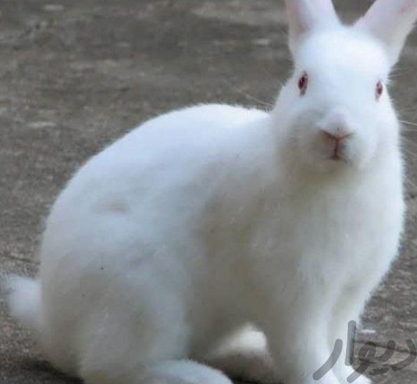 خرگوش سالم وبازی گوش|موش و خرگوش|آذرشهر, |دیوار