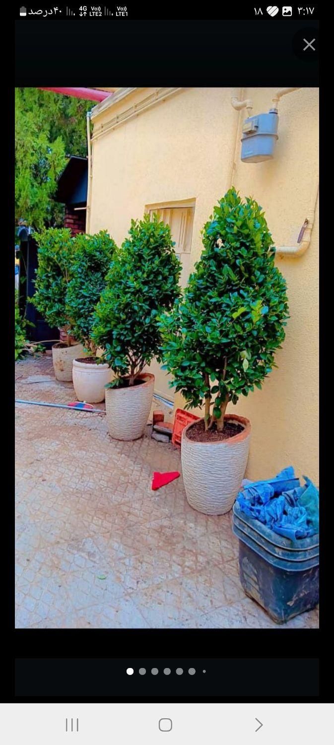 خدمات.باغبانی باغچه کاری گلکاری درختکاری خاک گلدان|خدمات باغبانی و درختکاری|تهران, سهروردی|دیوار