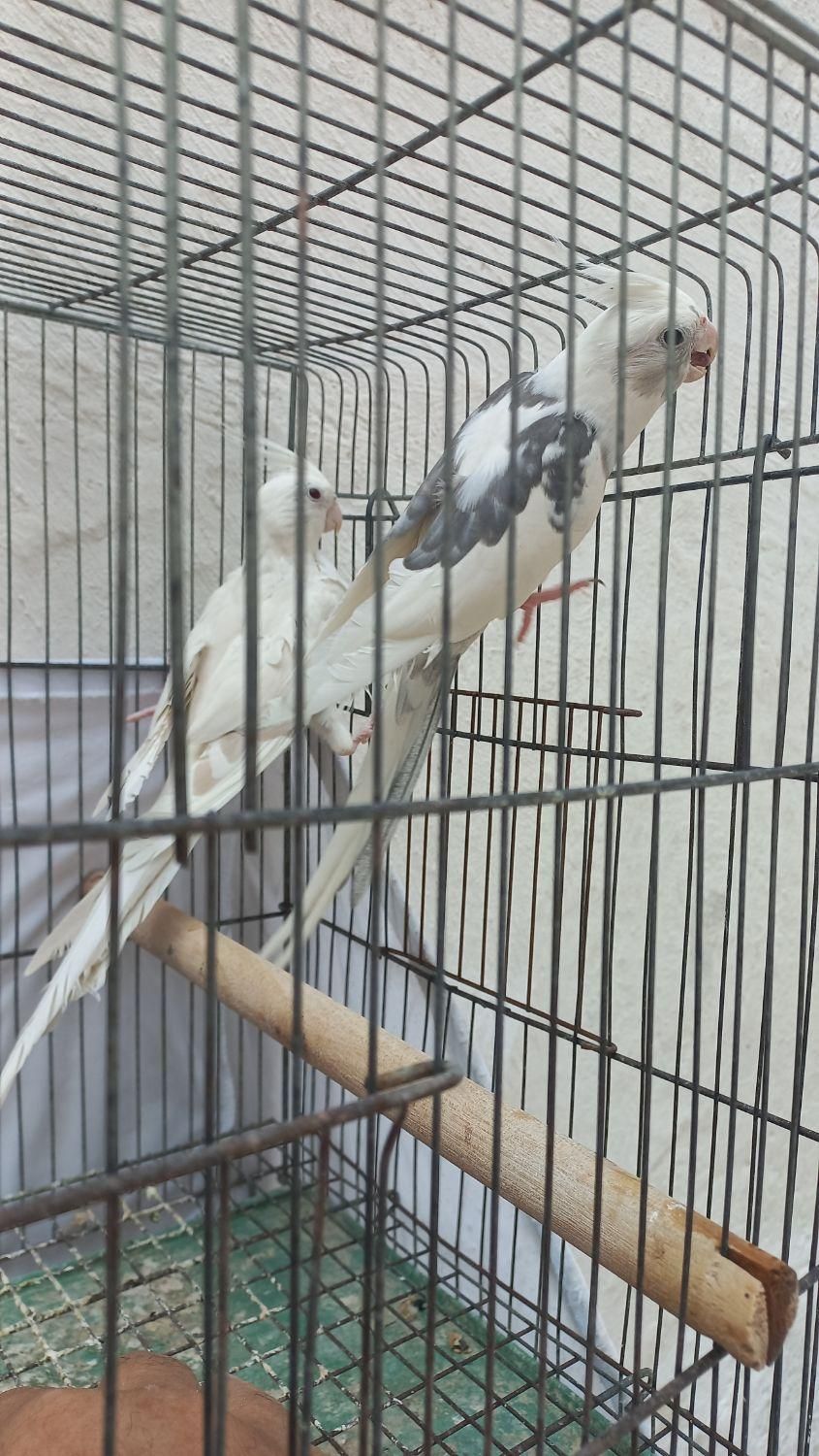 نر دو کت ماده آلبینو|پرنده|رشت, رودبارتان|دیوار