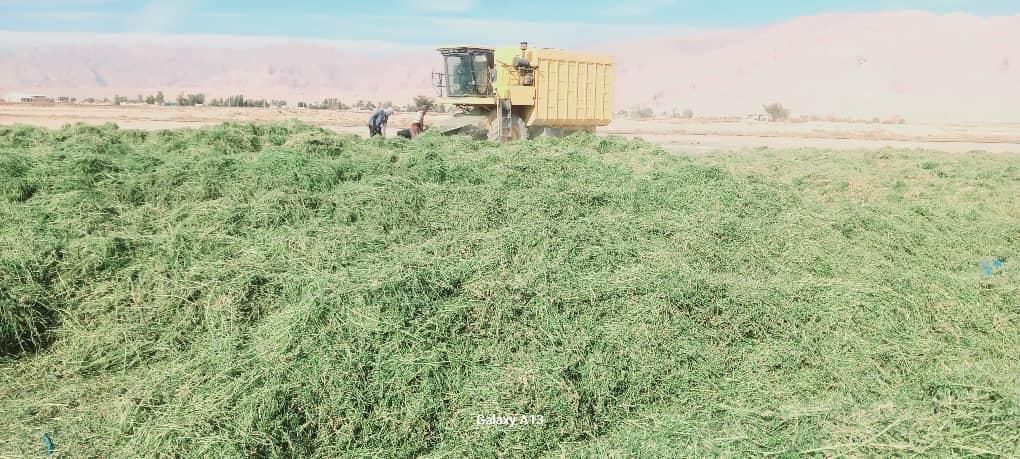 یونجه جو سبوس سویا خوراک دام شیری و پرواری|عمده‌فروشی|شیراز, کوشک میدان|دیوار