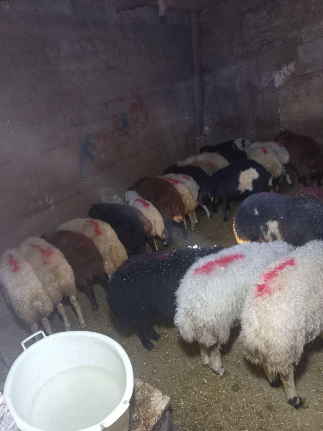 خرید بصورت حضوری و آنلاین (تلفنی) گوسفند زنده ..|حیوانات مزرعه|تهران, نیروی هوایی (پیروزی)|دیوار