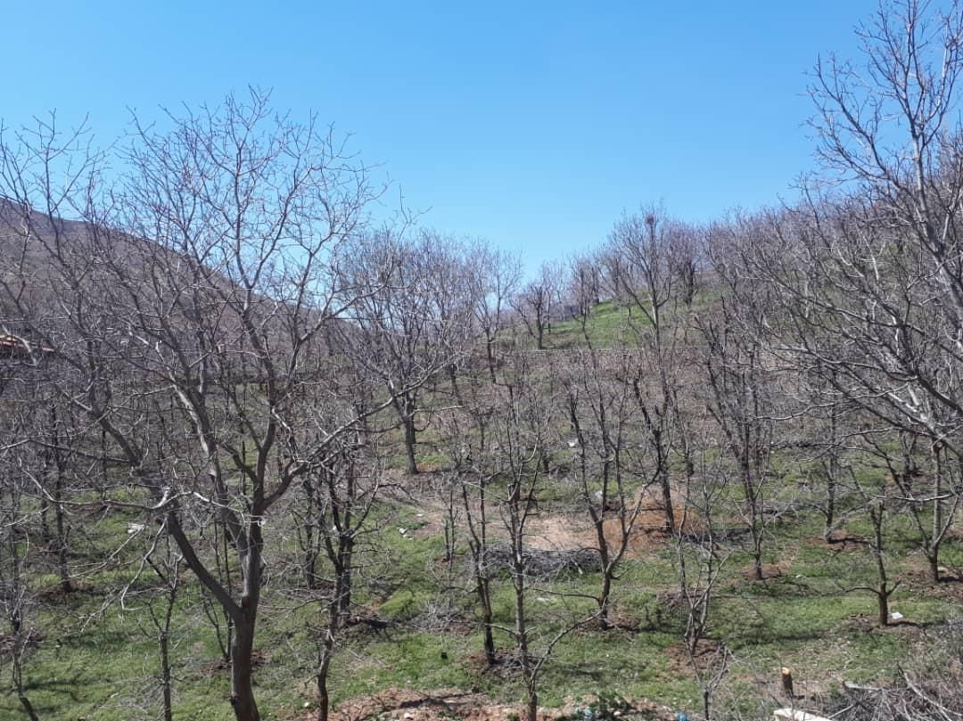 *۴۳هکتار زمین براصلی اتوبان سند تک برگ بدون مشابه*|فروش زمین و ملک کلنگی|رودهن, |دیوار