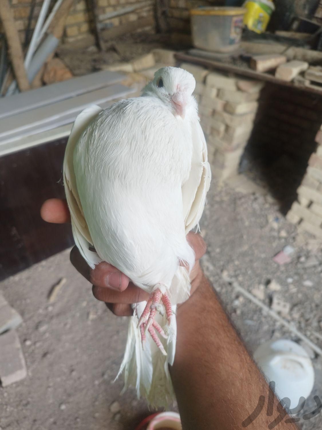 کبوتر تهرانی نر|پرنده|اصفهان, عاشق‌آباد|دیوار