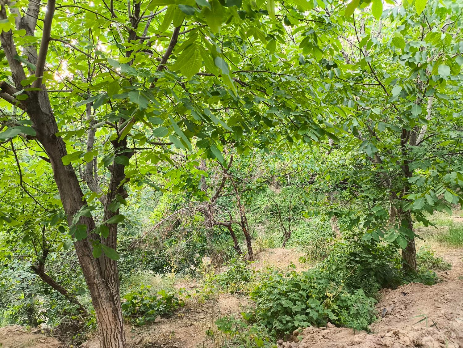 زمین ویلایی ۳۰۰ متر لواسان بزرگ/جورد/ایرا/وسکاره|فروش زمین و ملک کلنگی|لواسان, |دیوار