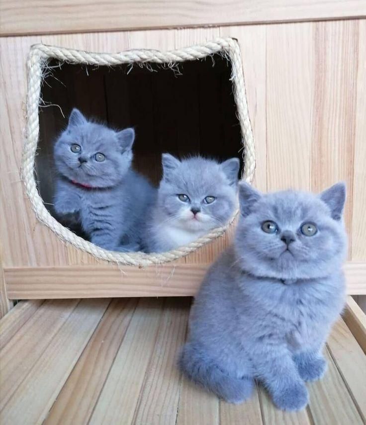 گربه‌ خاص برای آدمای خاص/ ایران کتز|گربه|بندرعباس, |دیوار