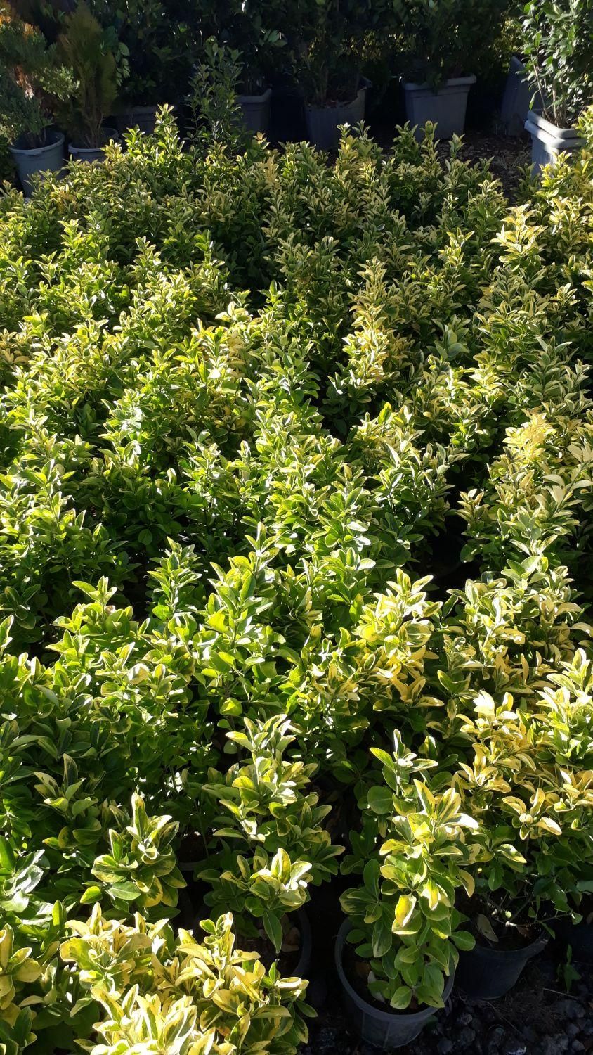خدمات باغبانی وسمپاشی گلکاری هرسکاری صفرتاصدهمه جا|خدمات باغبانی و درختکاری|پردیس, |دیوار