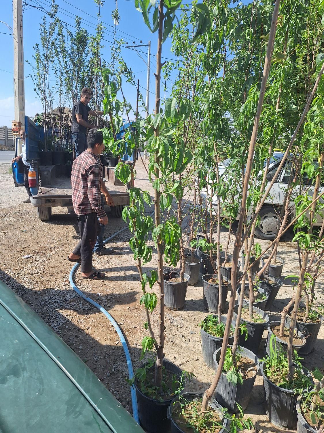 نهال و درخت هلو شلیل|خدمات باغبانی و درختکاری|فلاورجان, |دیوار