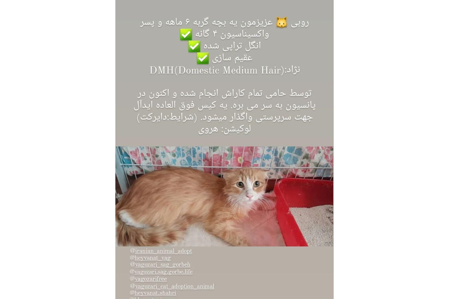 واگذاری گربه نژاد روباهی|گربه|تهران, هروی|دیوار