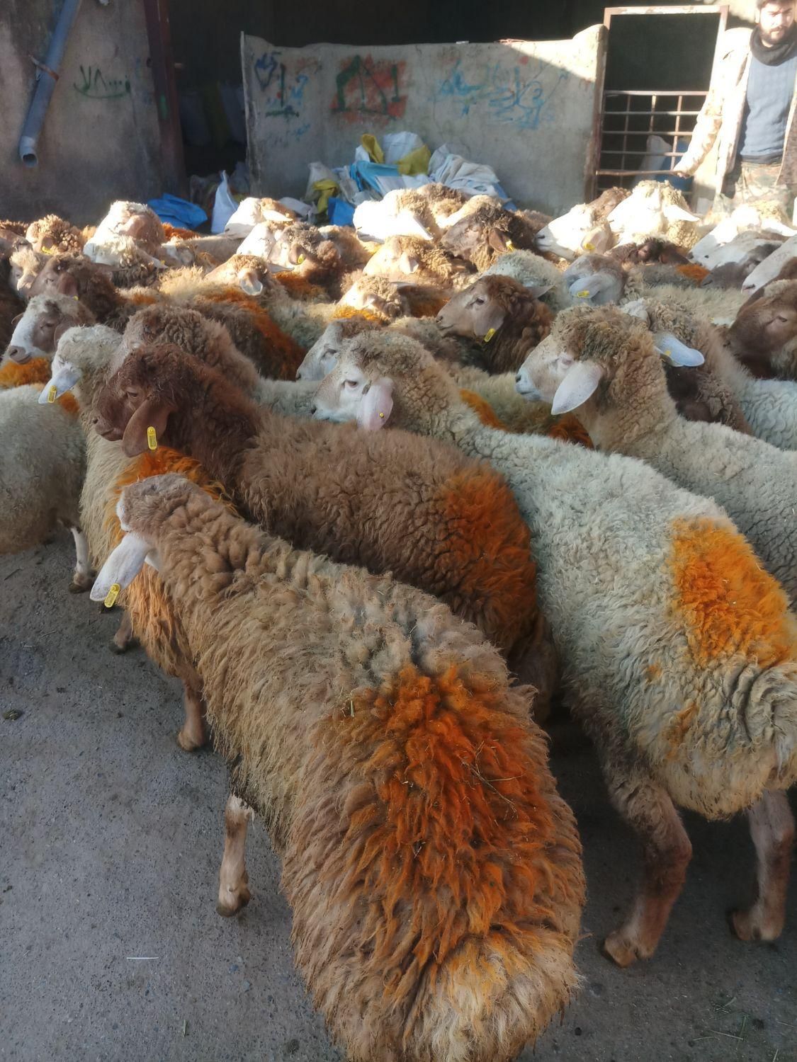 شاهین ویلا گوسفند باغستان گوهردشت گلشهرکل کرج زنده|حیوانات مزرعه|کرج, شاهینویلا|دیوار