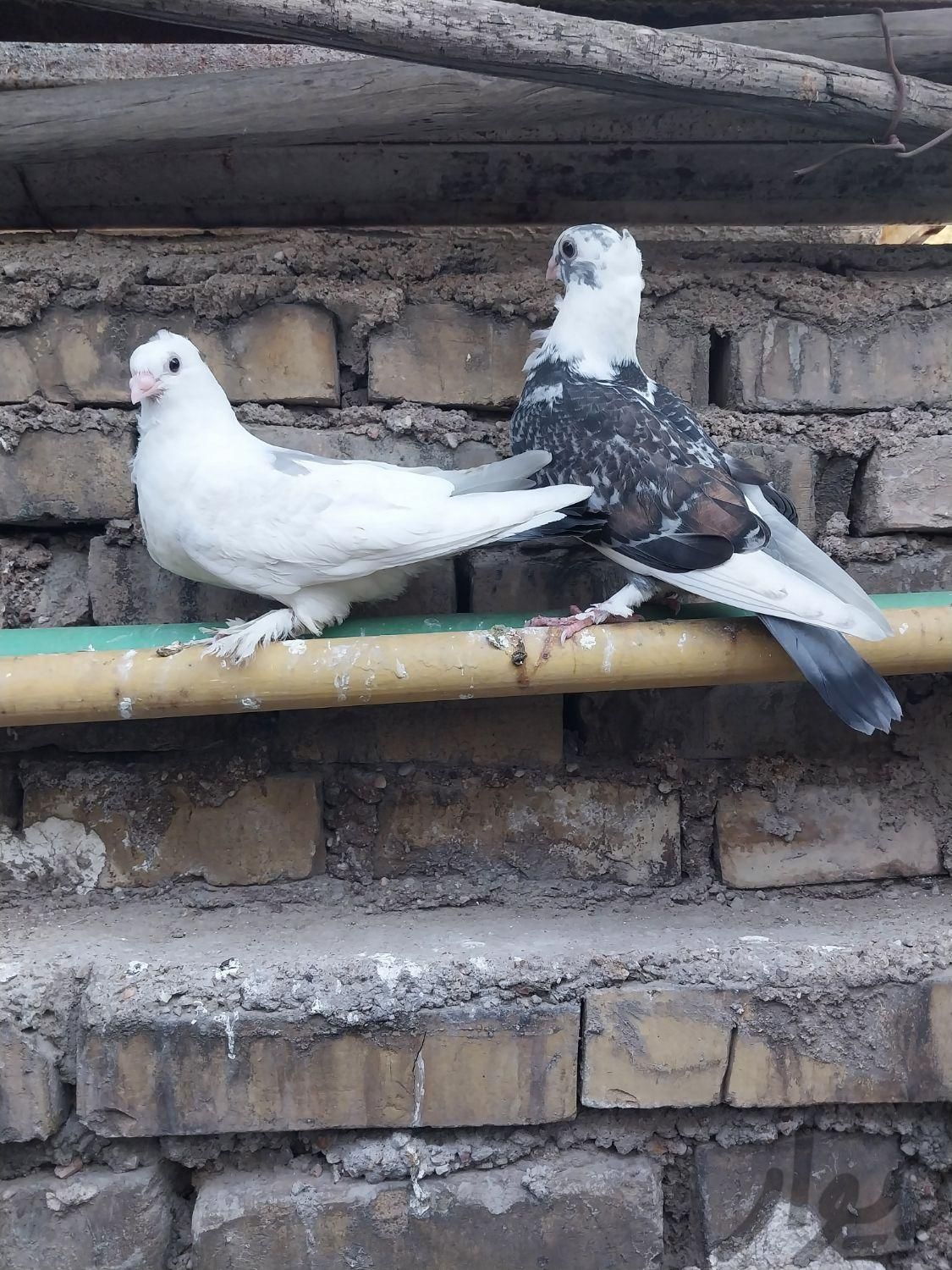کبوتر موشی|پرنده|اهواز, کوی رمضان|دیوار