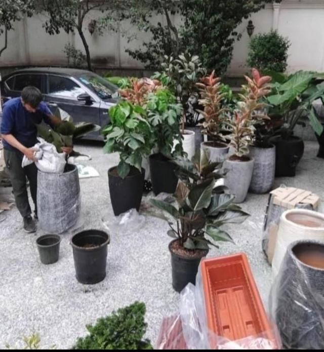 خدمات باغبانی متخصص گل منزل کودهی تعویض خاک گلدان|خدمات باغبانی و درختکاری|تهران, ونک|دیوار