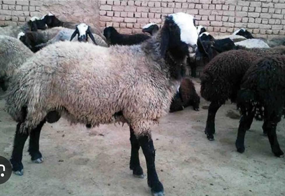 (سلاخ قصاب سیار )گوساله و گوسفند درکل تهران|خدمات پیشه و مهارت|تهران, خانیآباد|دیوار