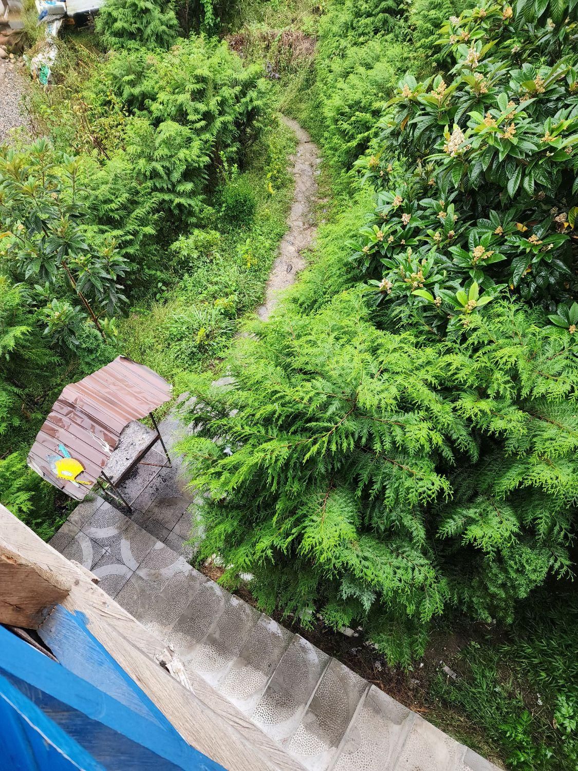 اجاره کلبه جنگلی ویلا سوئیت در دوهزار|اجارهٔ کوتاه‌مدت ویلا و باغ|تنکابن, |دیوار