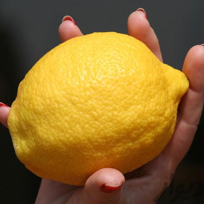 فروش نهال لیمو ترش و لیمو شیرین گلدانی|گل و گیاه طبیعی|ساری, |دیوار