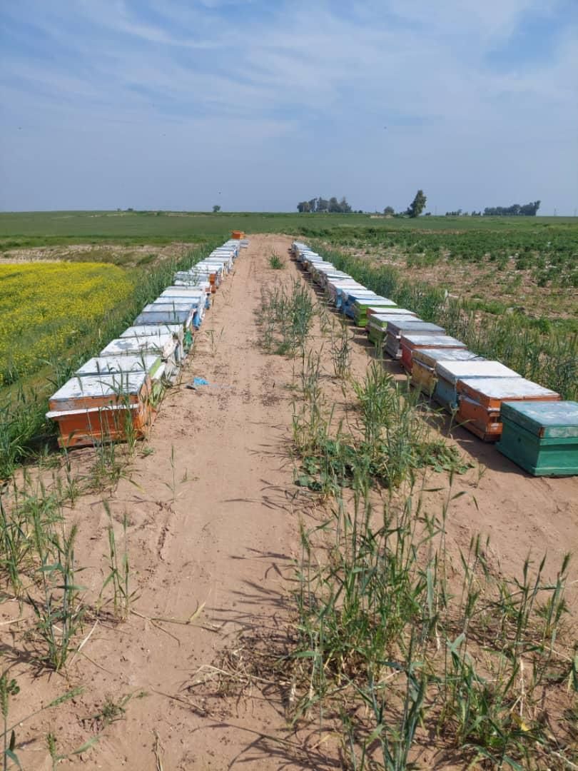 فروش زنبور عسل کارنیکا و کردوان|حیوانات مزرعه|دزفول, |دیوار