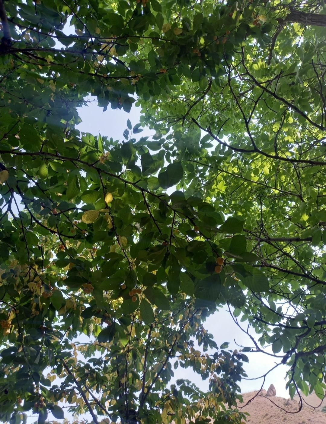 ۱۲۰۰متر باغ ۳۵کیلومتری جاده چالوس،روستای مورود|فروش زمین و ملک کلنگی|آسارا, |دیوار