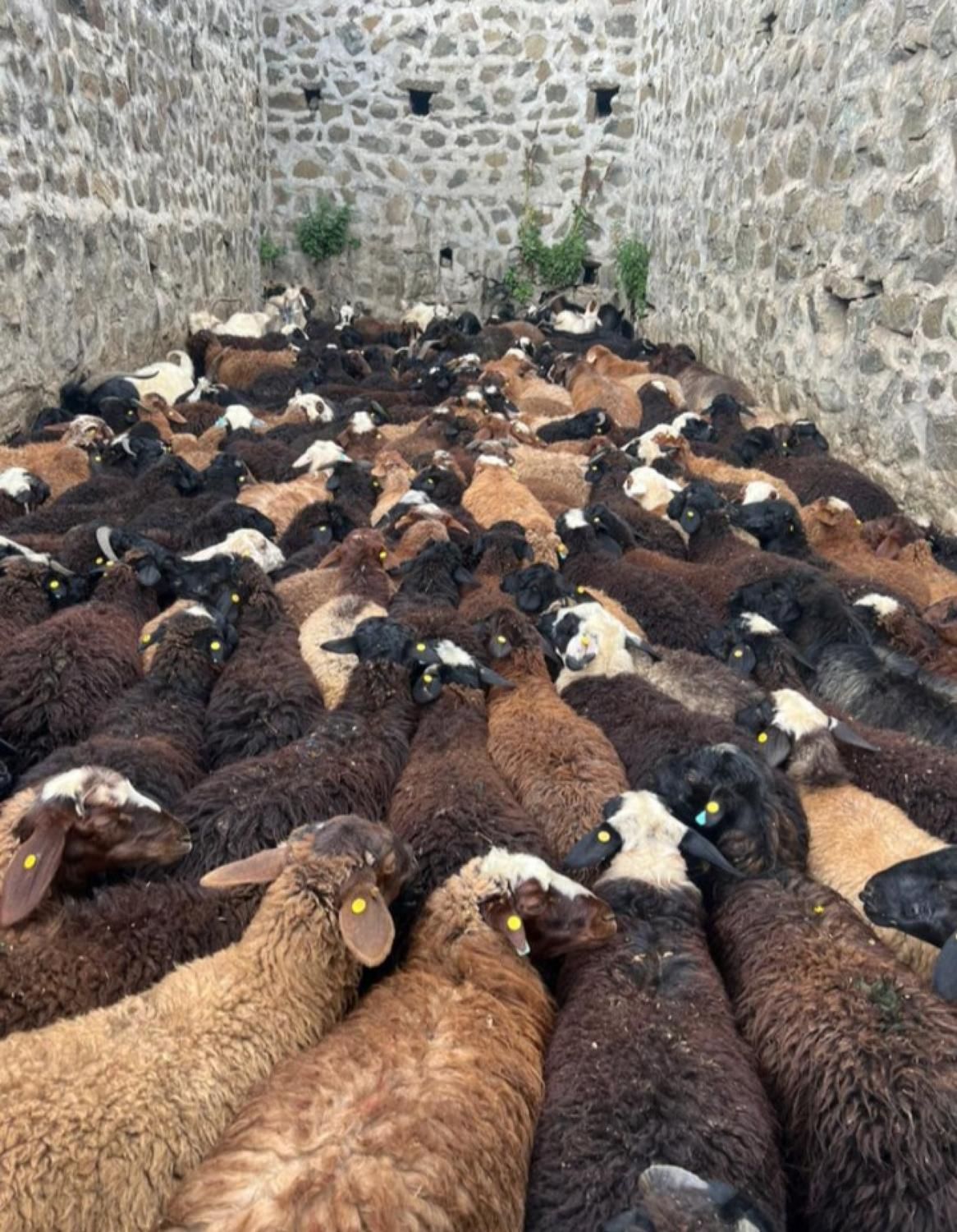 مستقیم از دامداری خرید کنید گوسفند زنده بره نر|حیوانات مزرعه|تهران, سرو آزاد|دیوار