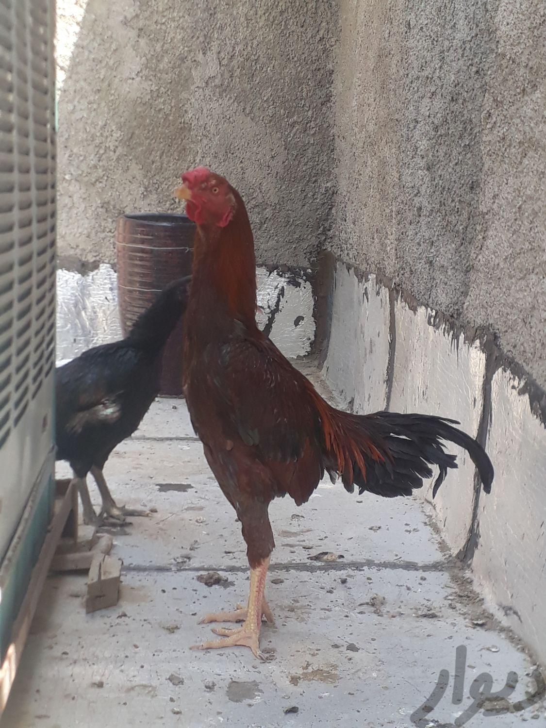 مرغ  و خروس لاری|حیوانات مزرعه|تهران, بازار|دیوار