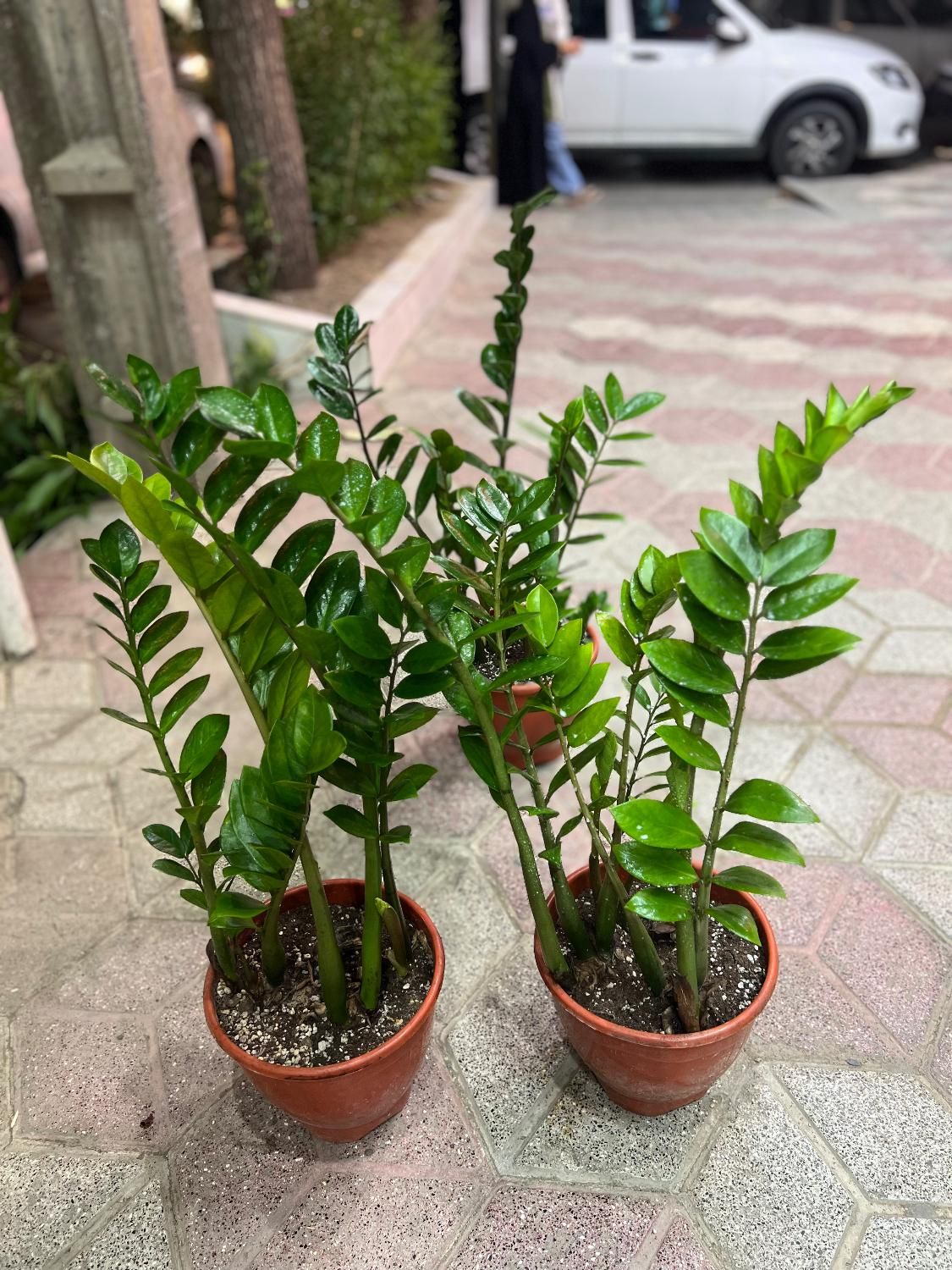 زامفولیا گیاه آپارتمانی و مقاوم|گل و گیاه طبیعی|مشهد, هنرور|دیوار