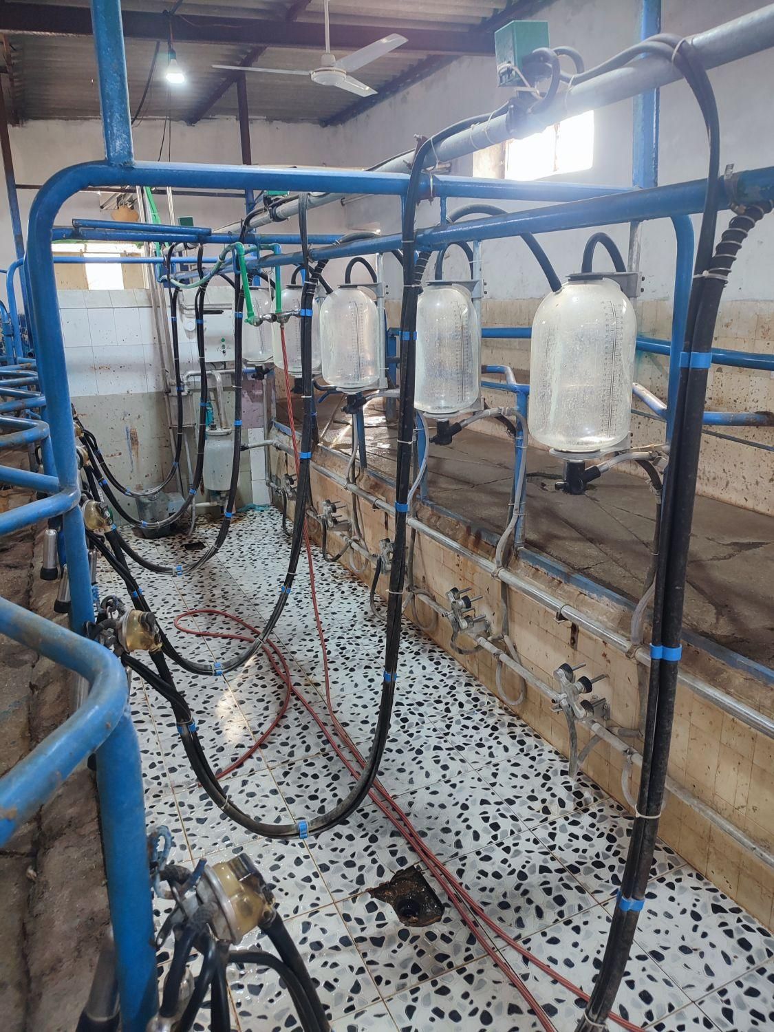 شیردوش ثابت گاوداری شش واحده درحد نو و شیر پلیت|فروشگاه و مغازه|اصفهان, دانشگاه اصفهان|دیوار