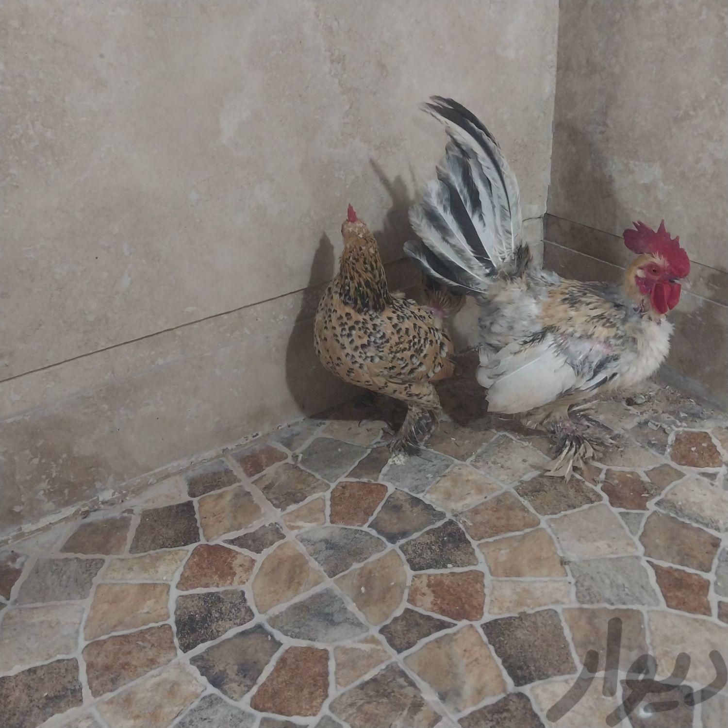مرغ و خروس مینیاتوری|حیوانات مزرعه|یزد, |دیوار