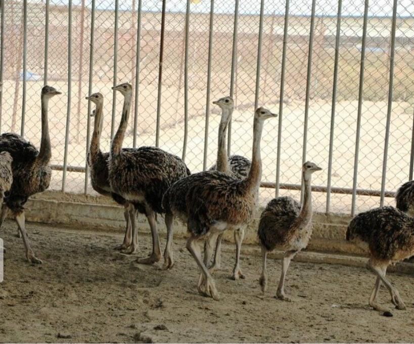 هوبرمولدگردن ابی افریقایی باکارت سام جوجه گوشتی|حیوانات مزرعه|شیراز, بازار|دیوار