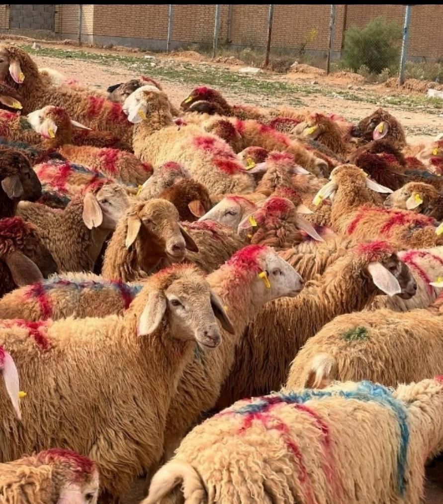کاروانسرای بزرگ گوسفند غرب تهران زنده فروش معتبر|حیوانات مزرعه|تهران, فرحزاد|دیوار