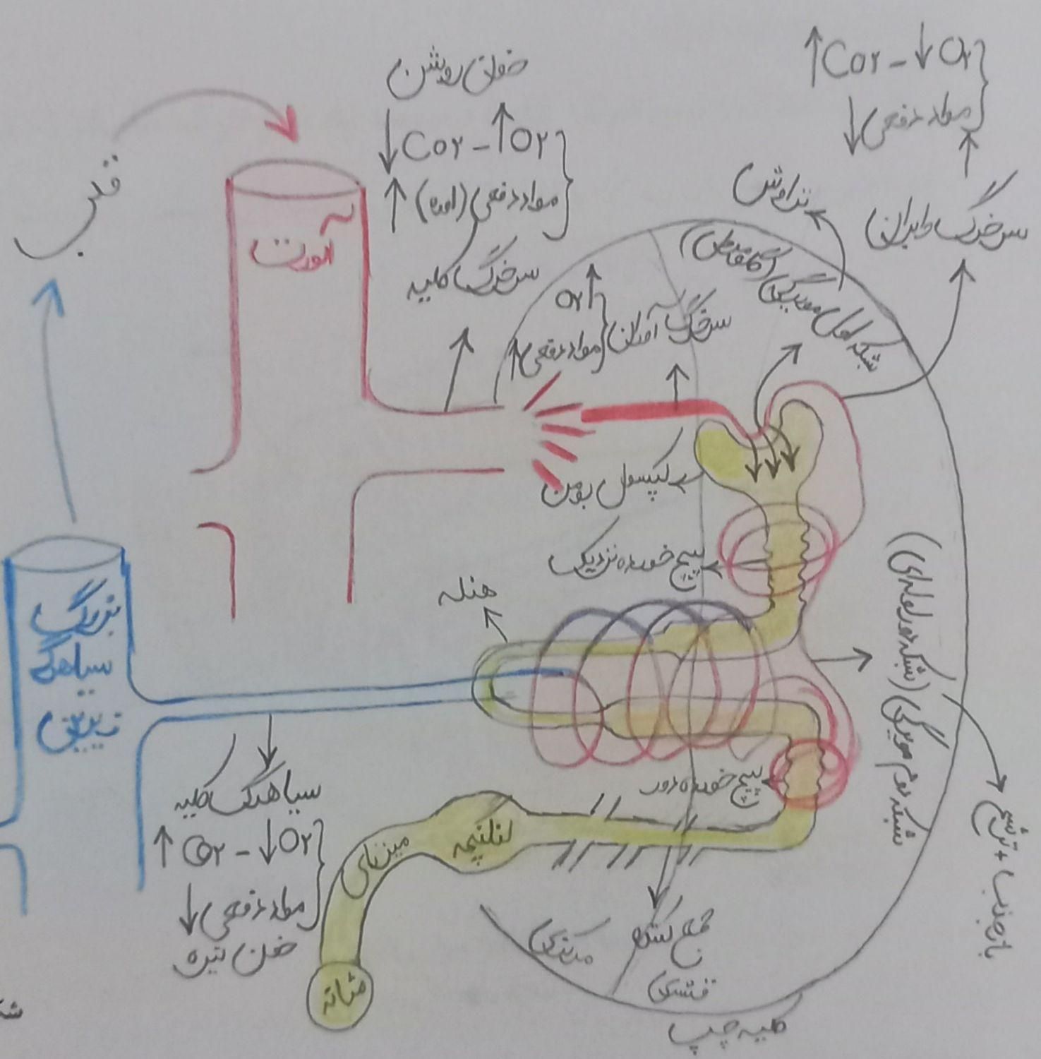 تدریس خصوصی زیست شناسی ، شیمی ، دینی، ریاضی و .|خدمات آموزشی|تهران, استاد معین|دیوار