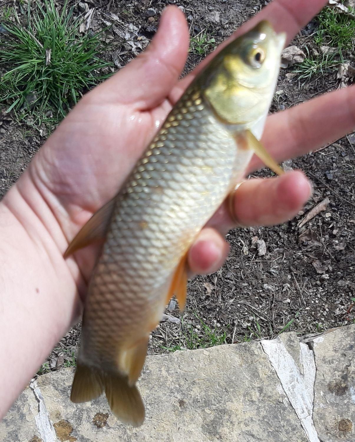 بچه ماهی کپور و امور و آزاد و کوی|ماهی|تهران, جنتآباد شمالی|دیوار
