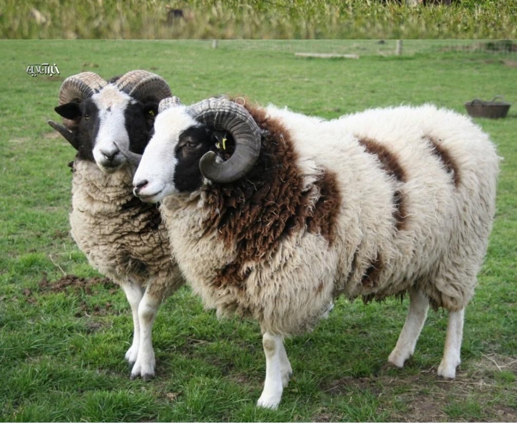 گوسفند زنده|حیوانات مزرعه|کرج, گوهردشت|دیوار