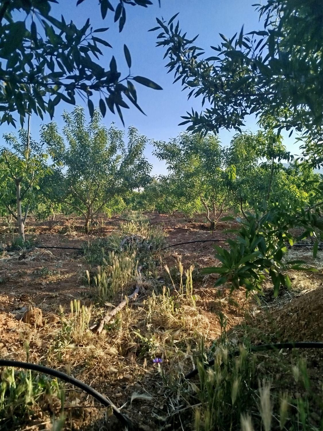 فروش زمین ۵۱۰ متری محدود پل زمانخان|فروش زمین و ملک کلنگی|خمینیشهر, |دیوار