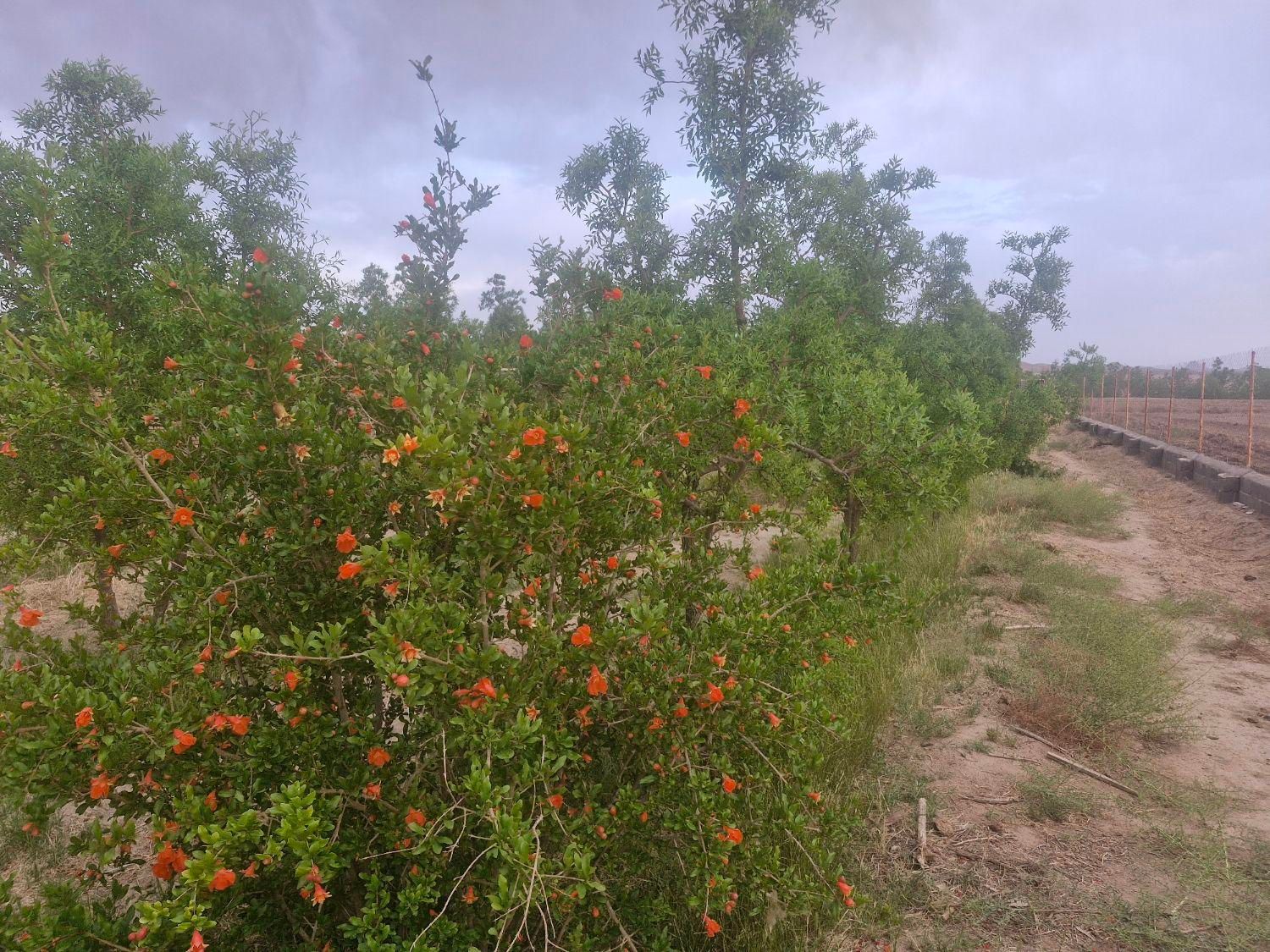 تصویر 2