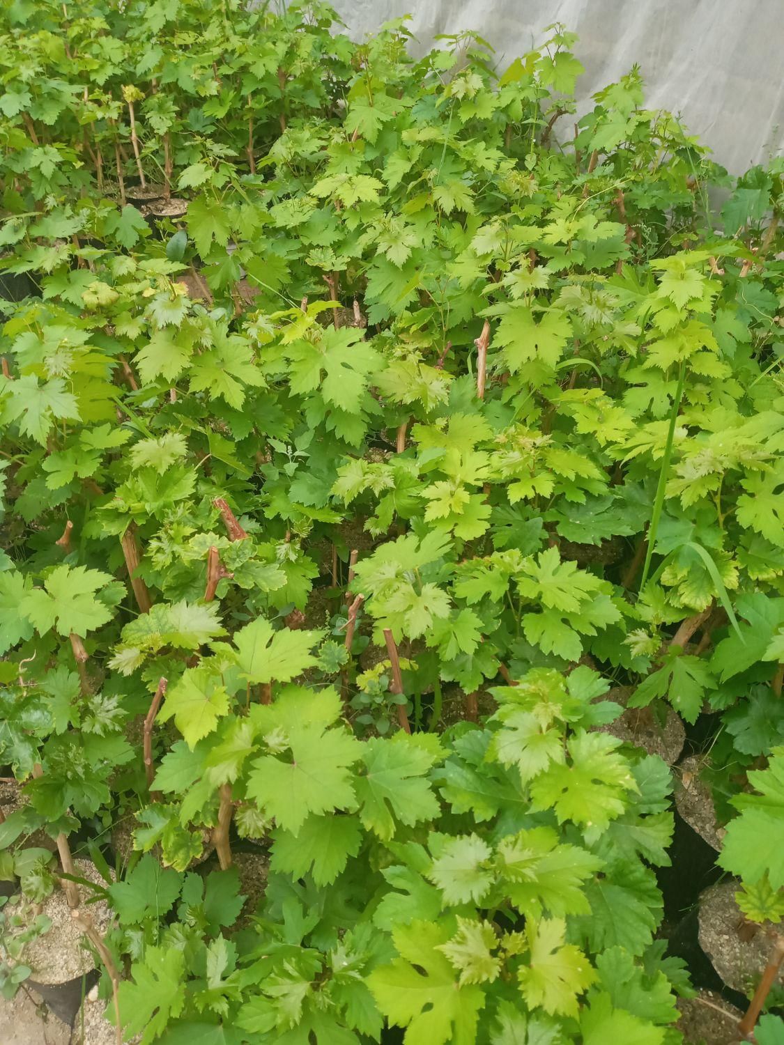 نهال اصلاح شده انگور (گلدانی)|خدمات باغبانی و درختکاری|بهار, |دیوار