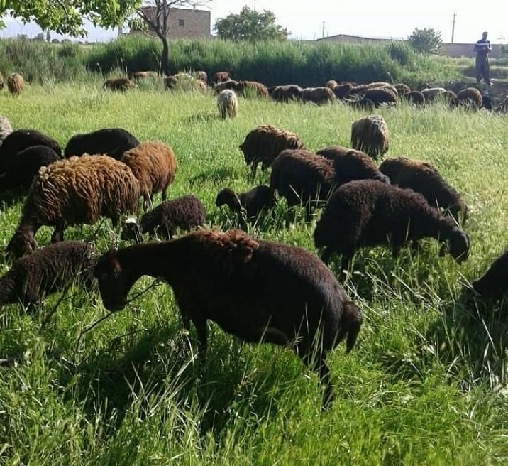 ارسال به تمام نقاط گوسفند اورگانیک جوان ۲۴س زنده|حیوانات مزرعه|تهران, فاطمی|دیوار