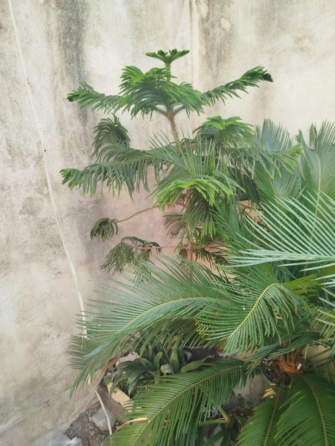 مطبق|گل و گیاه طبیعی|رشت, تازه آباد|دیوار