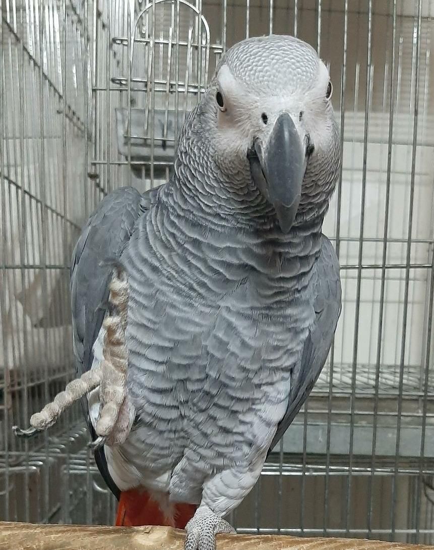 خریدار ملنگو گرین چیک شاه طوطی|پرنده|اسلامشهر, |دیوار