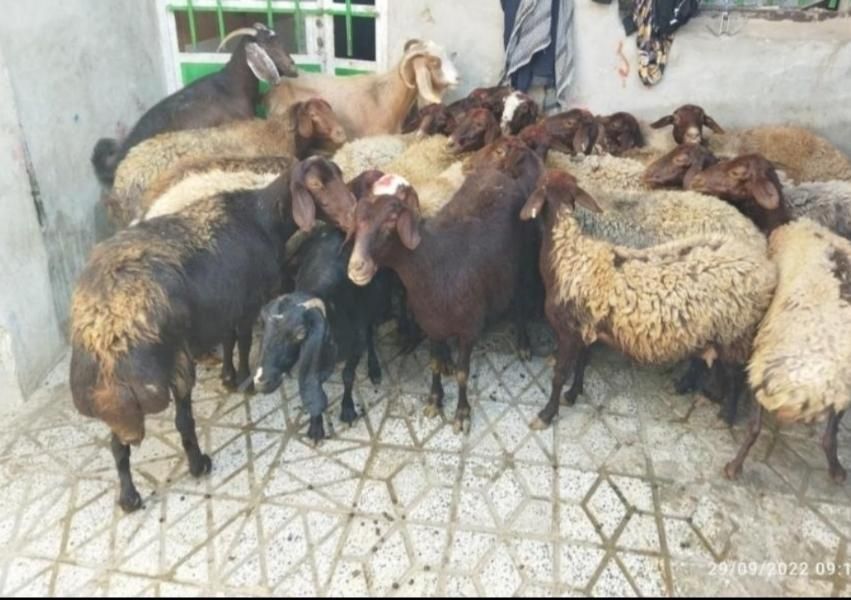 گوسفند‌ چاق‌ کشتاری|حیوانات مزرعه|بروجرد, |دیوار