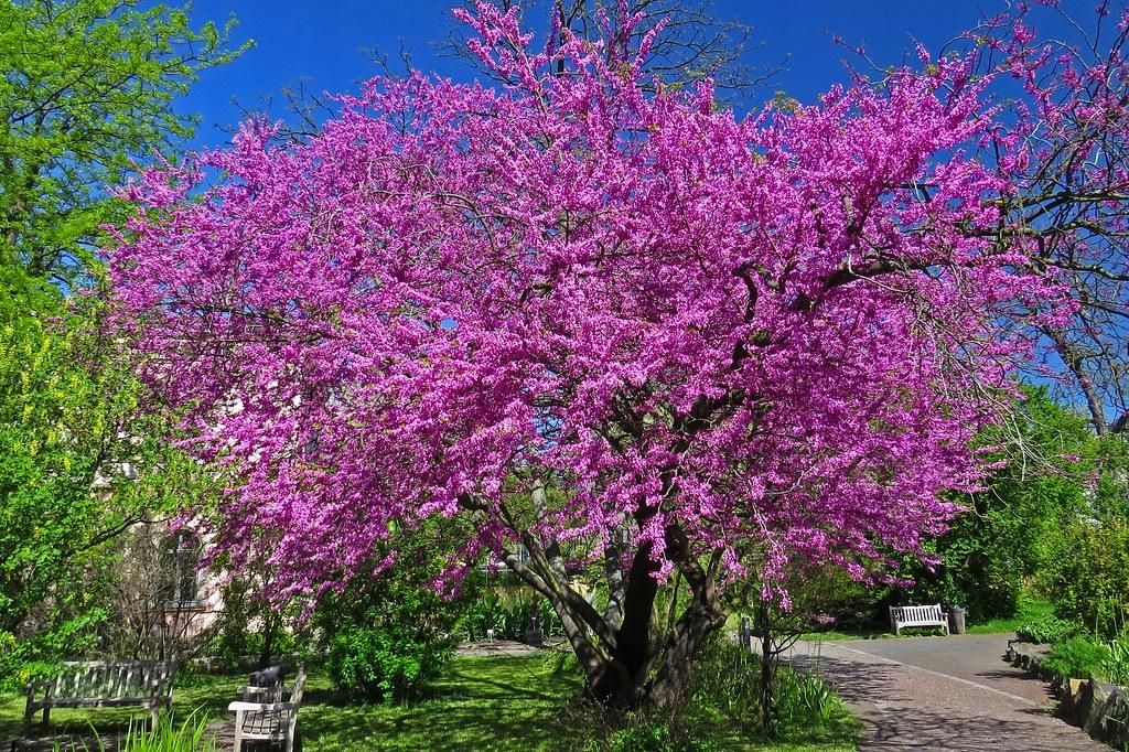 نهال ارغوان|گل و گیاه طبیعی|اصفهان, ارداجی|دیوار
