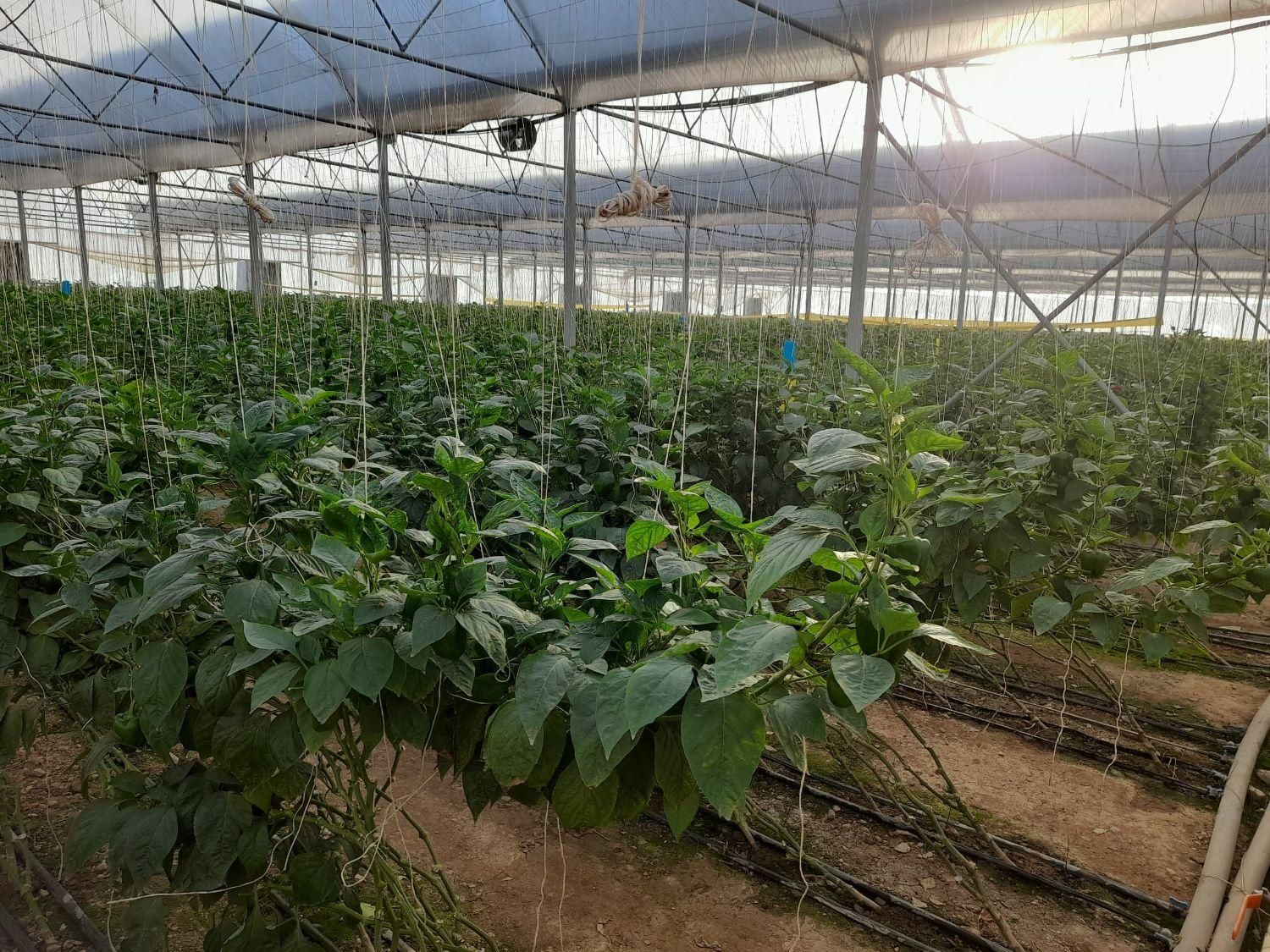 فروش گلخانه  ۳۰۰۰ متری|فروش دفتر صنعتی، کشاورزی، تجاری|شهرکرد, |دیوار