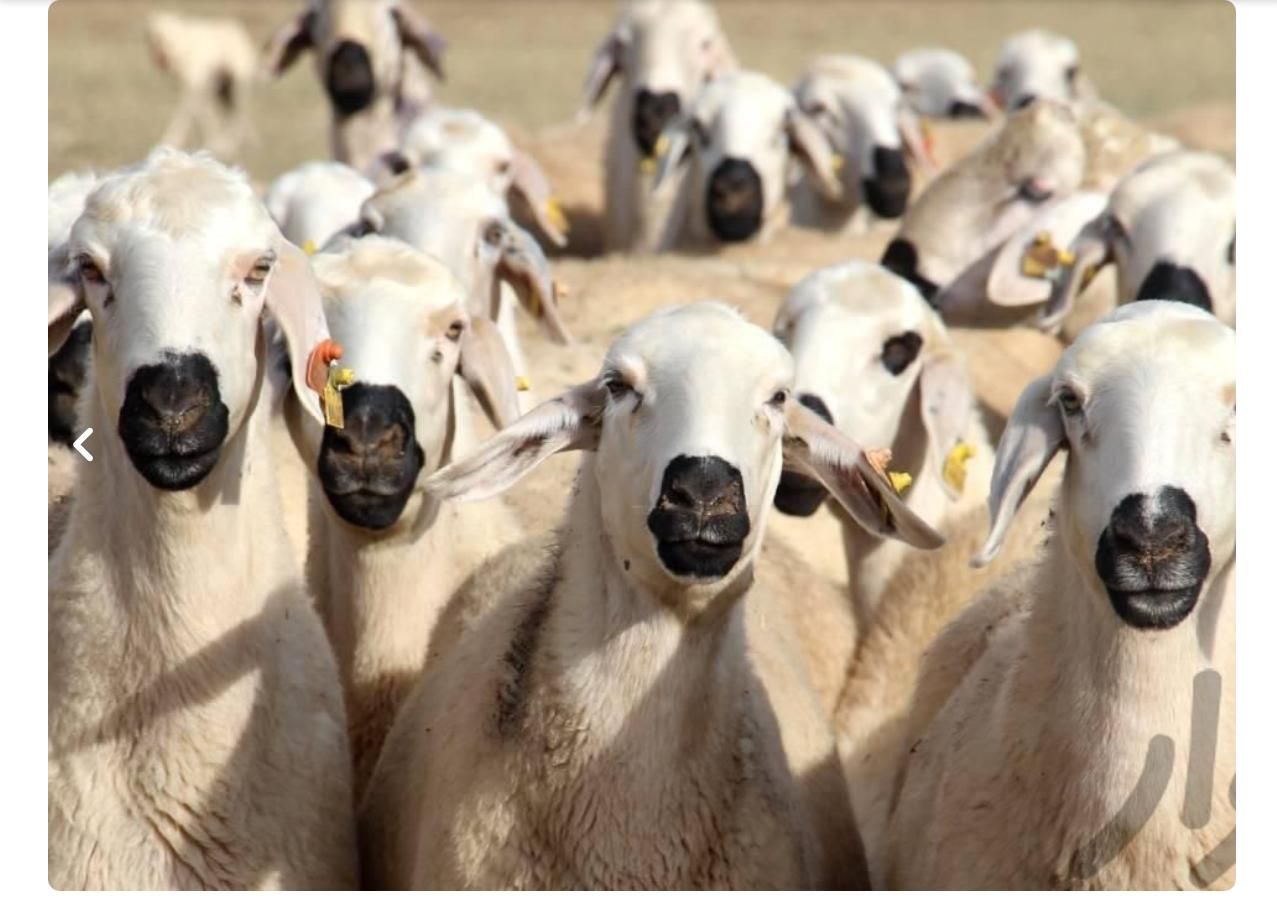 بره و میش قربانی|حیوانات مزرعه|تهران, جنتآباد شمالی|دیوار