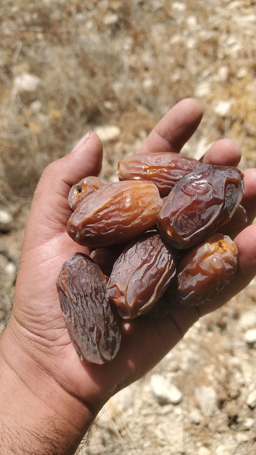 فروش  نهال  مجول صادراتی و  دانه درشت|خدمات باغبانی و درختکاری|بندر کنگان, |دیوار