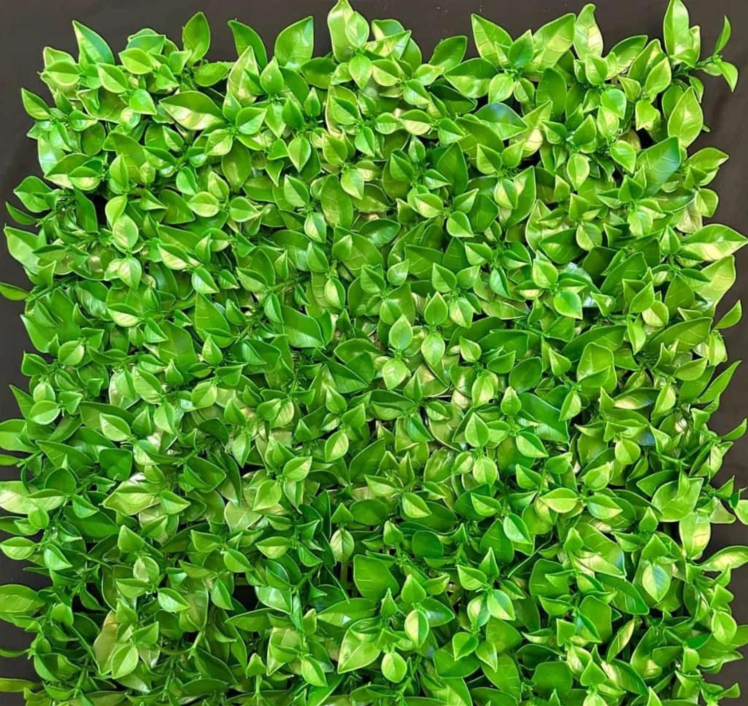 گرین وال|گل مصنوعی|صدرا-فارس, |دیوار