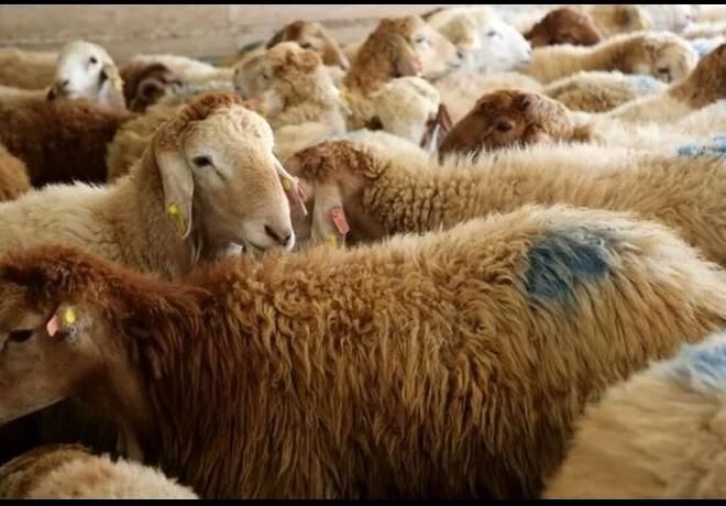 فروش گوسفند زنده باباسکول دیجیتال زیرنظر شهرداری|حیوانات مزرعه|تهران, خانی‌آباد|دیوار
