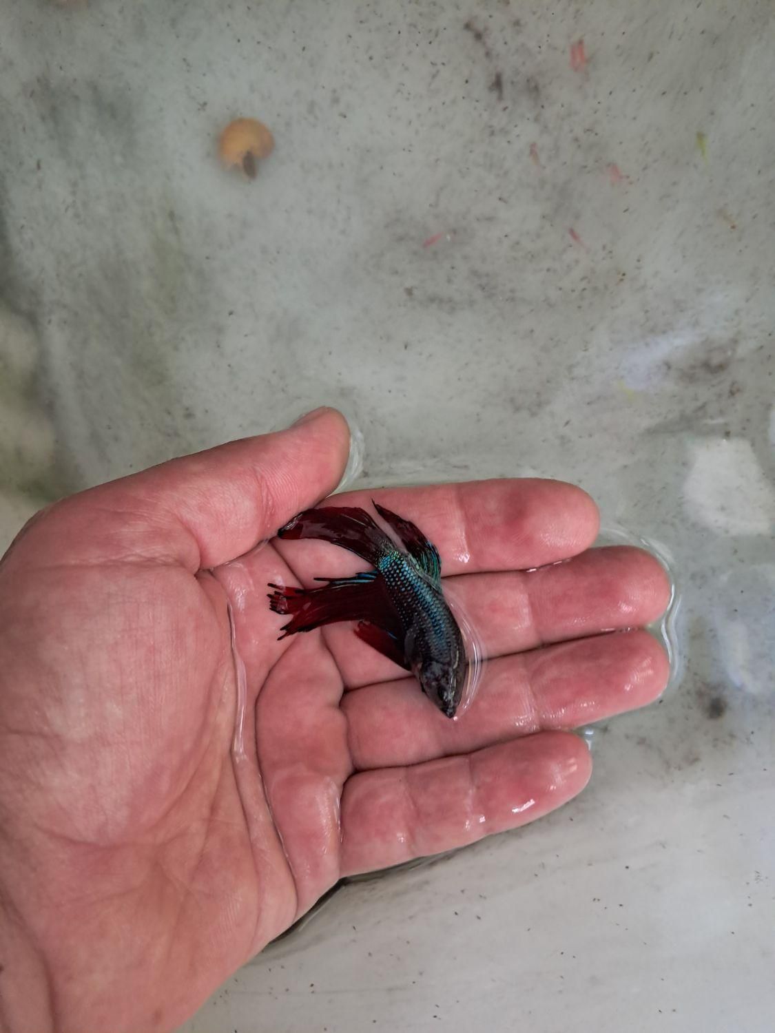 ماهی فایتر انواع نژاد از یک بند تا مولد|ماهی|اصفهان, احمدآباد|دیوار